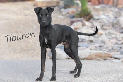 Enlarge Tiburon, a Adoptable mixed breed in Scottsdale, AZ image 1/3