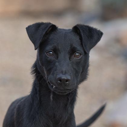 Enlarge Tiburon, a Adoptable mixed breed in Scottsdale, AZ image 2/3