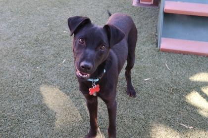 Enlarge Tiburon, a Adoptable mixed breed in Scottsdale, AZ image 3/3