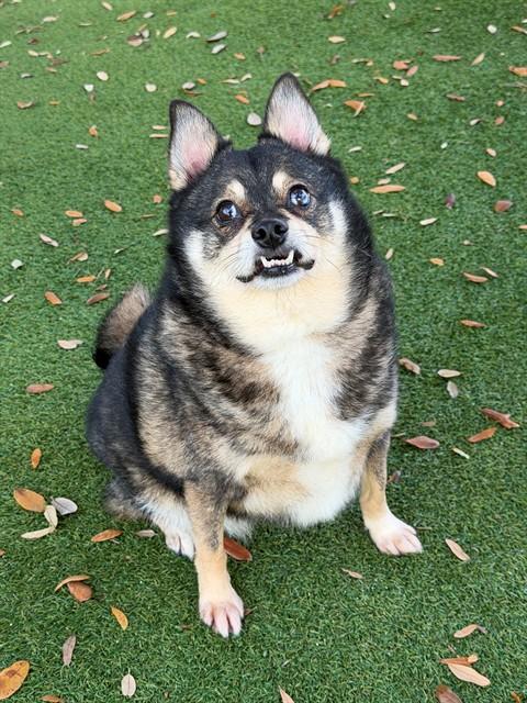 MARLEY, Adoptable, Adult Male Pomeranian & Mixed Breed.