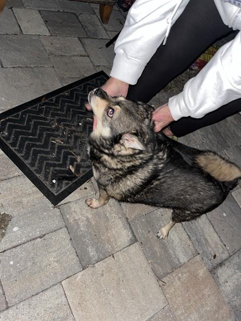 MARLEY, Adoptable, Adult Male Pomeranian & Mixed Breed.