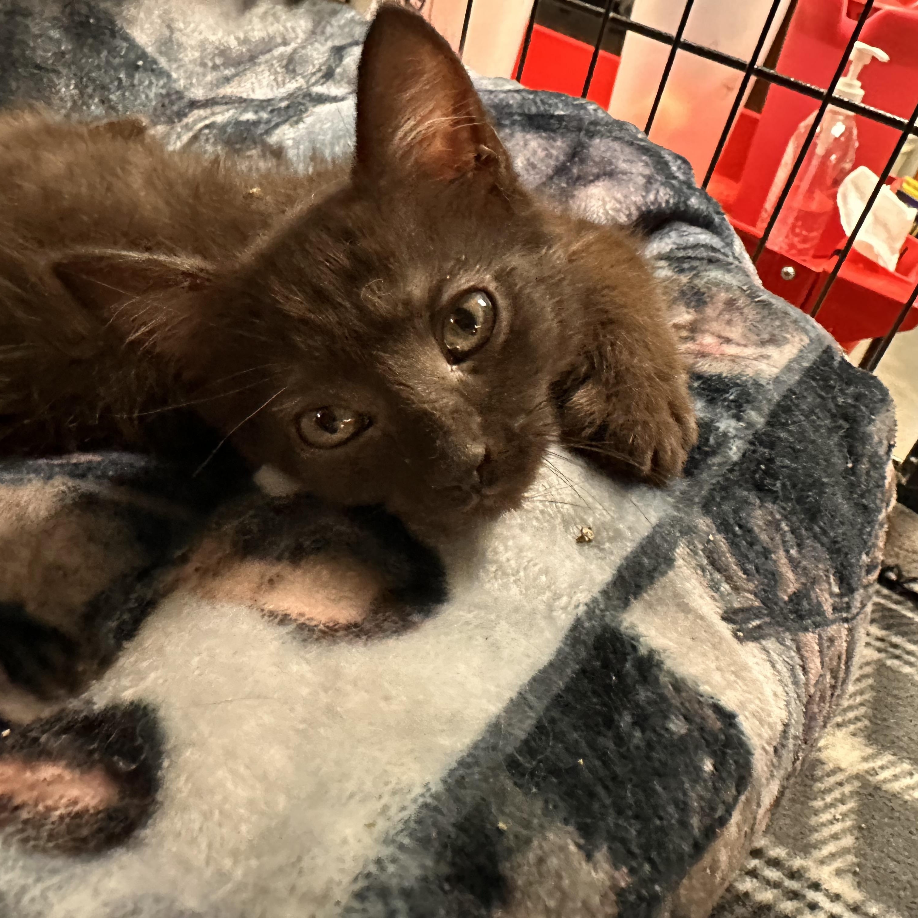 Nyx, Young Female unknown