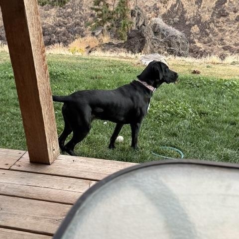 Delta, Adoptable, Adult Female Black Labrador Retriever & German Wirehaired Pointer.