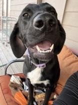 Enlarge Delta, a Adoptable mixed breed in Madras, OR image 1/3