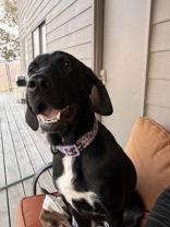 Enlarge Delta, a Adoptable mixed breed in Madras, OR image 3/3