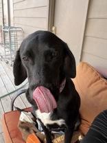 Enlarge Delta, a Adoptable mixed breed in Madras, OR image 2/3