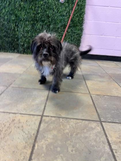Stellah, Adoptable, Adult Female Shih Tzu & Mixed Breed.
