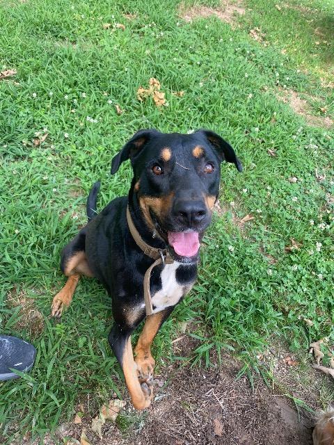 Enlarge Gimp, a Adoptable Rottweiler in Fayetteville, AR image 1/1