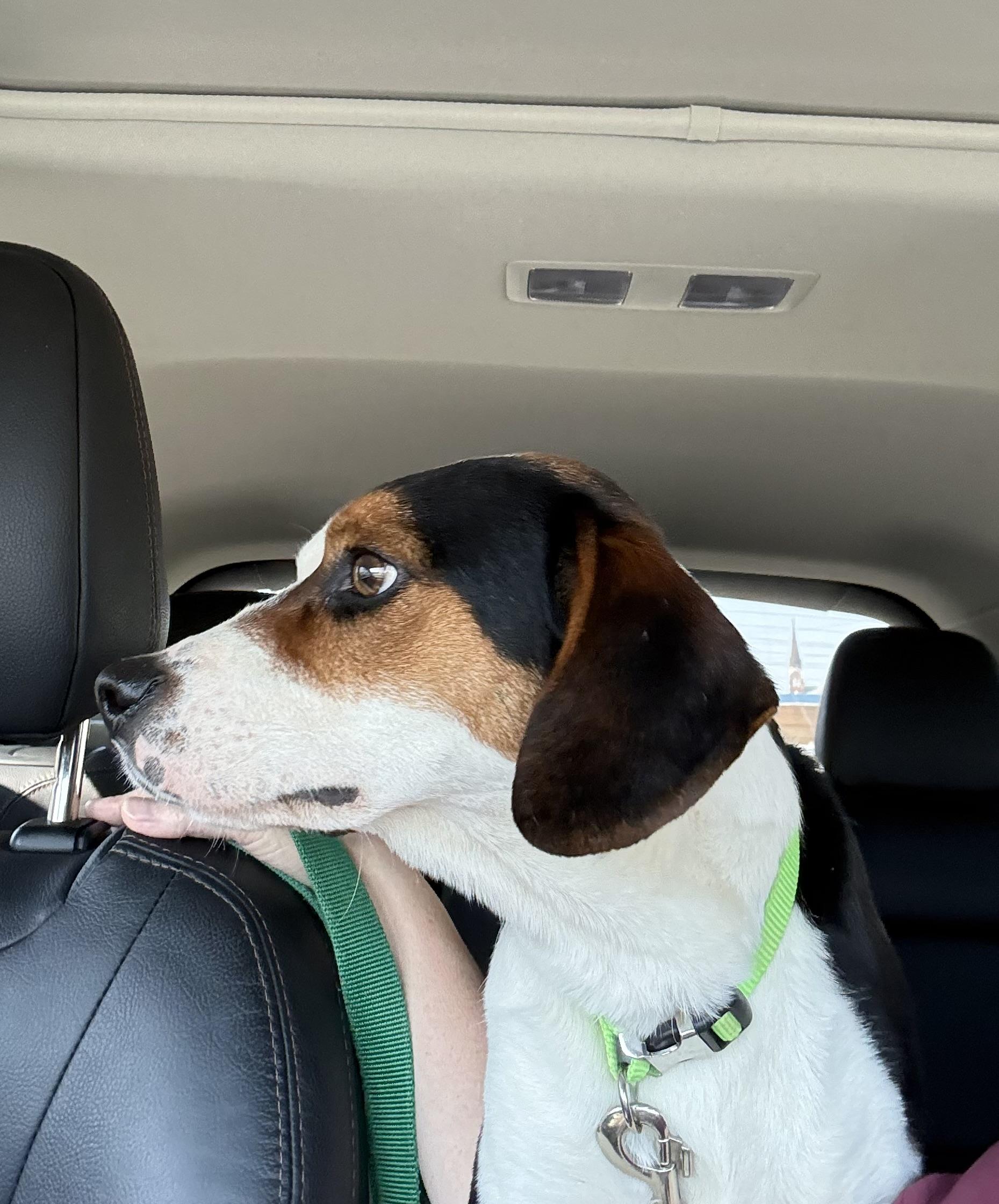 Enlarge Bingo, a ADOPTABLE Beagle in Owensboro, KY image 5/5