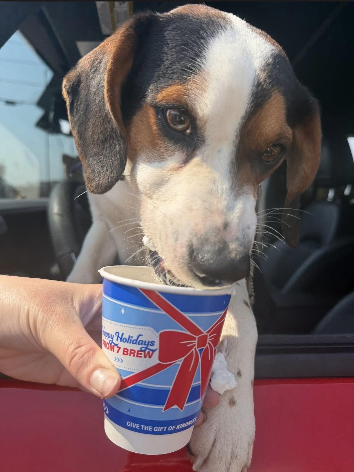 Enlarge Bingo, a ADOPTABLE Beagle in Owensboro, KY image 3/5