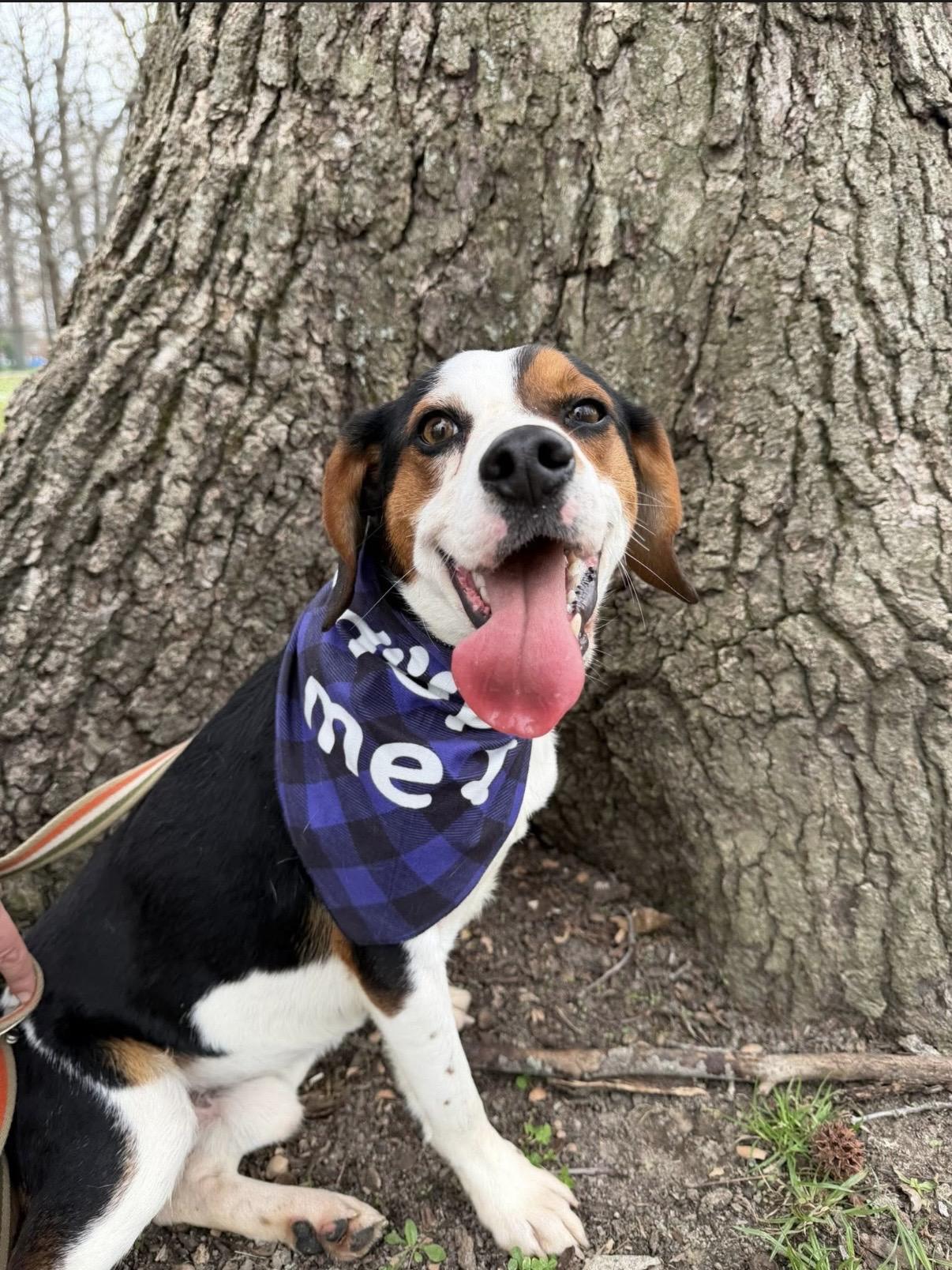 Bingo, ADOPTABLE, Young Male Beagle.