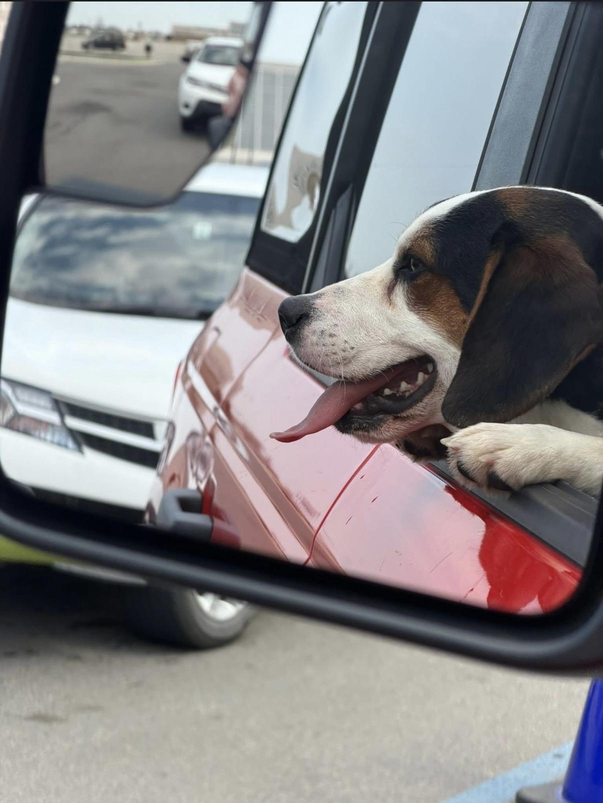 Enlarge Bingo, a ADOPTABLE Beagle in Owensboro, KY image 2/5