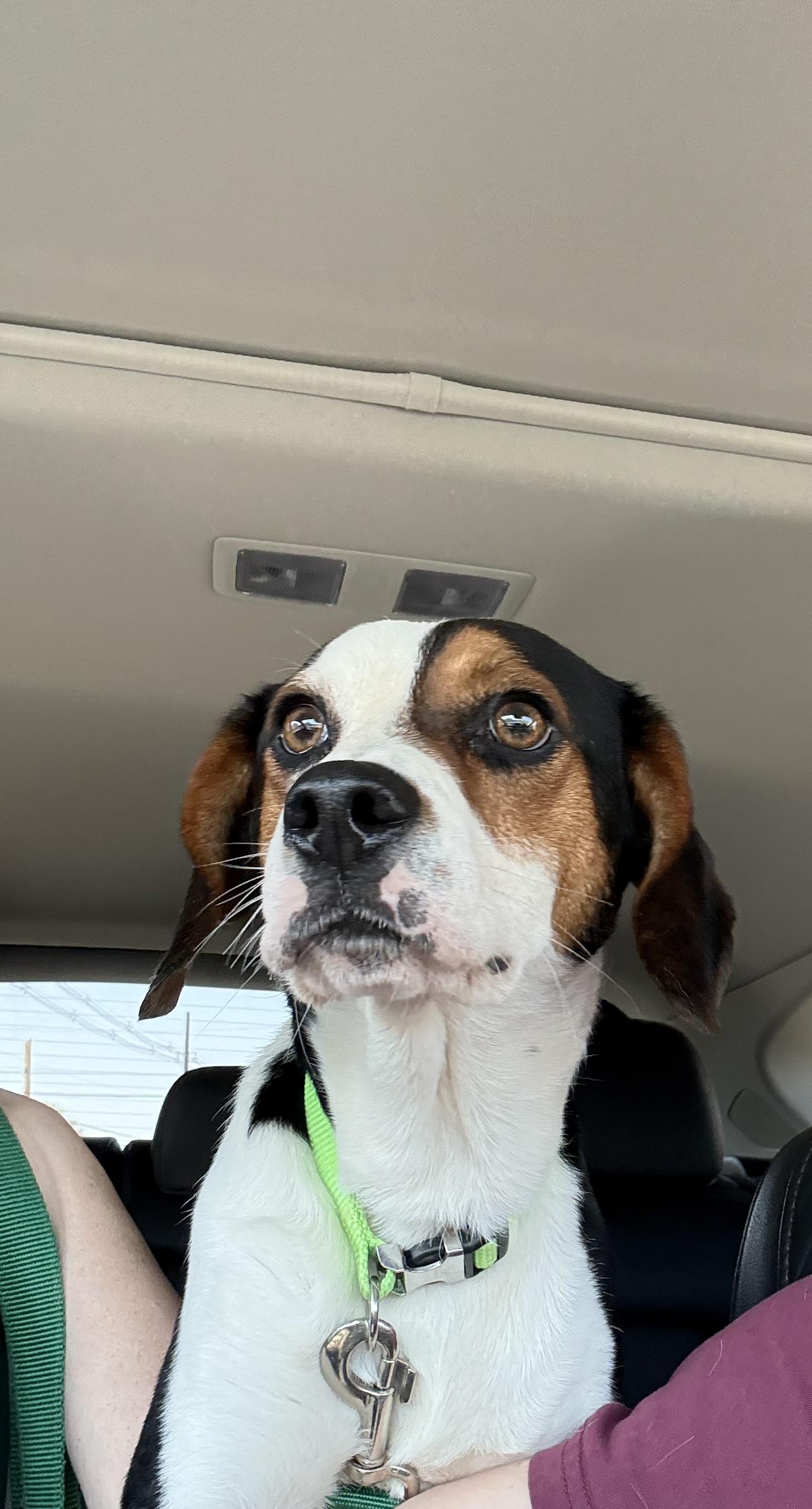 Enlarge Bingo, a ADOPTABLE Beagle in Owensboro, KY image 4/5