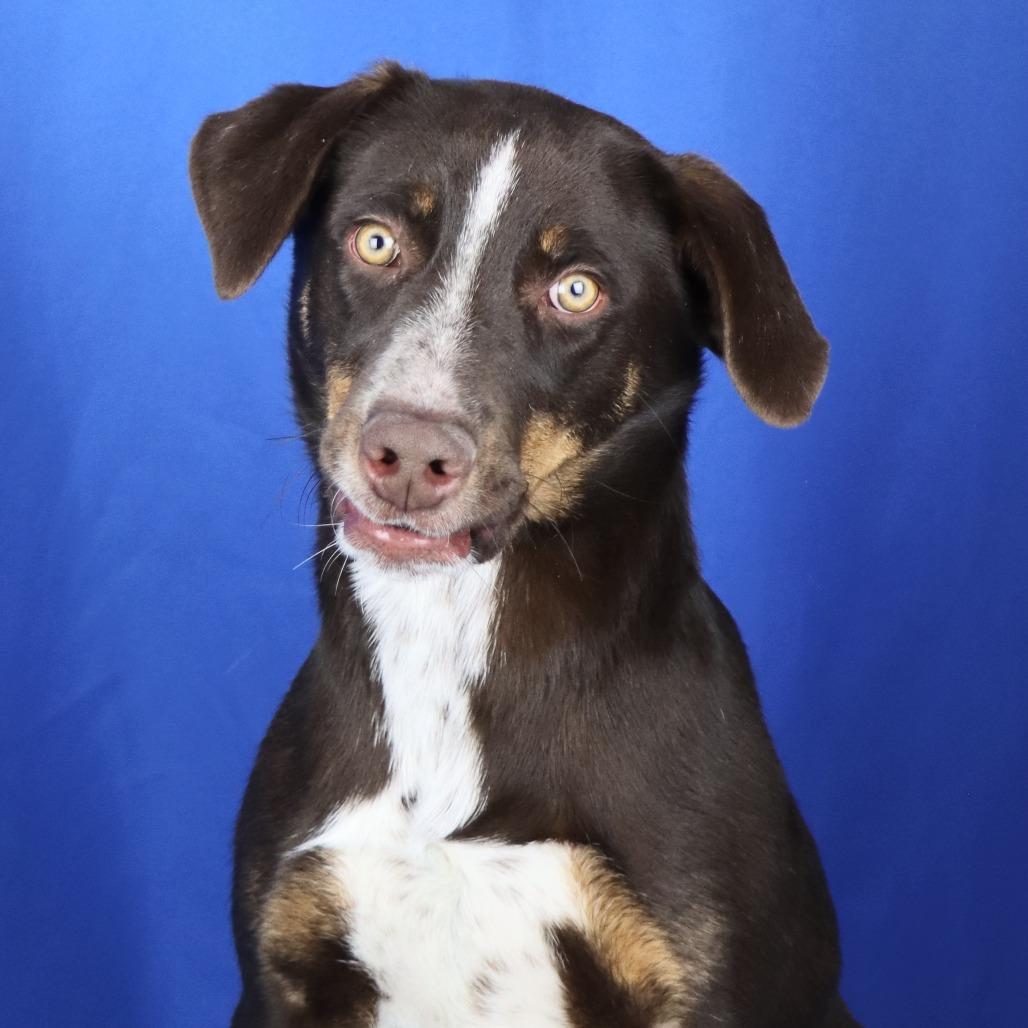 Enlarge Oakley, a Adoptable mixed breed in West Point, MS image 2/4
