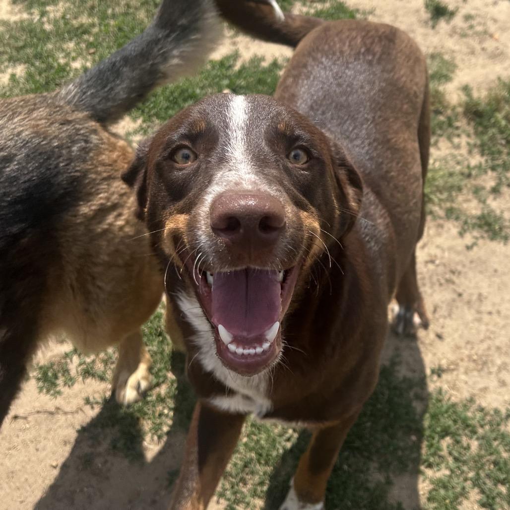 Enlarge Oakley, a Adoptable mixed breed in West Point, MS image 3/4