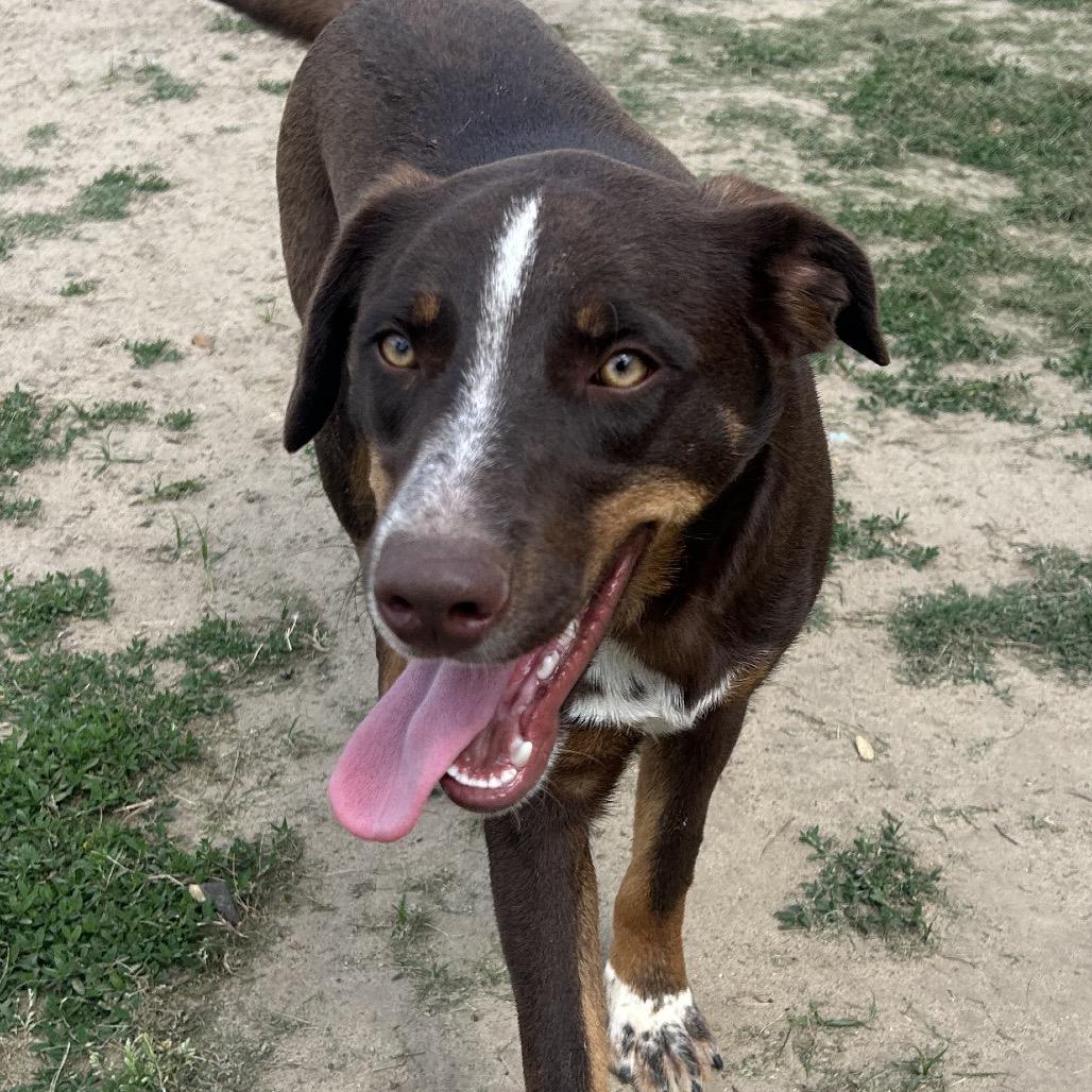 Enlarge Oakley, a Adoptable mixed breed in West Point, MS image 4/4