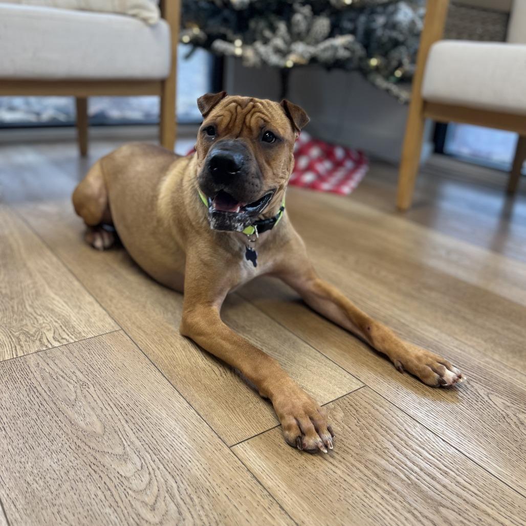 Enlarge Biscuit, a Adoptable mixed breed in Chesapeake, VA image 1/5