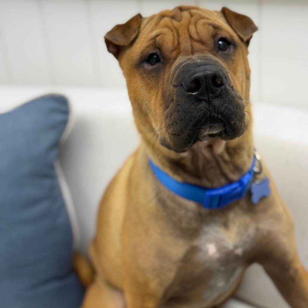 Biscuit, Adoptable, Adult Male Shar-Pei & Mixed Breed.