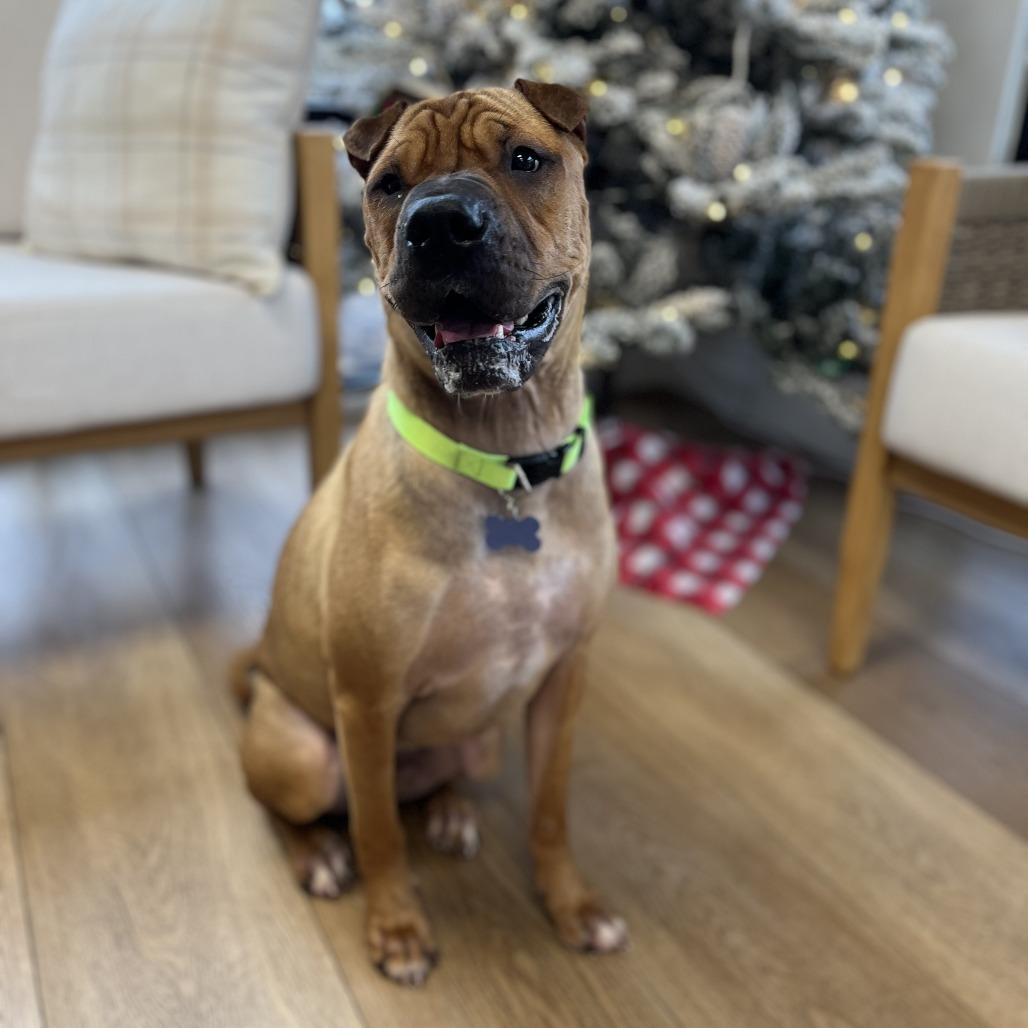 Enlarge Biscuit, a Adoptable mixed breed in Chesapeake, VA image 2/5