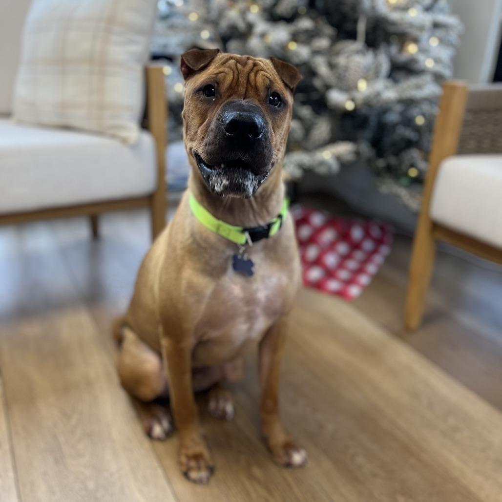 Enlarge Biscuit, a Adoptable mixed breed in Chesapeake, VA image 3/5