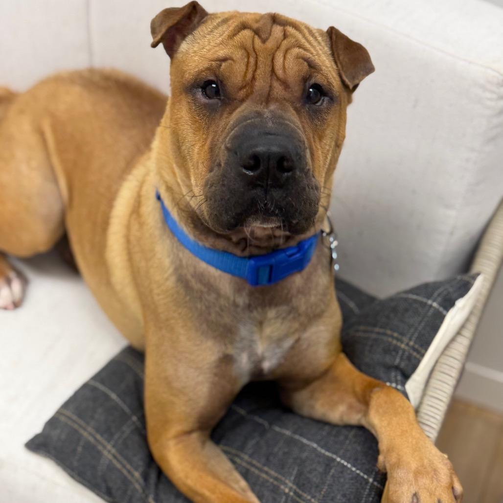 Enlarge Biscuit, a Adoptable mixed breed in Chesapeake, VA image 4/6