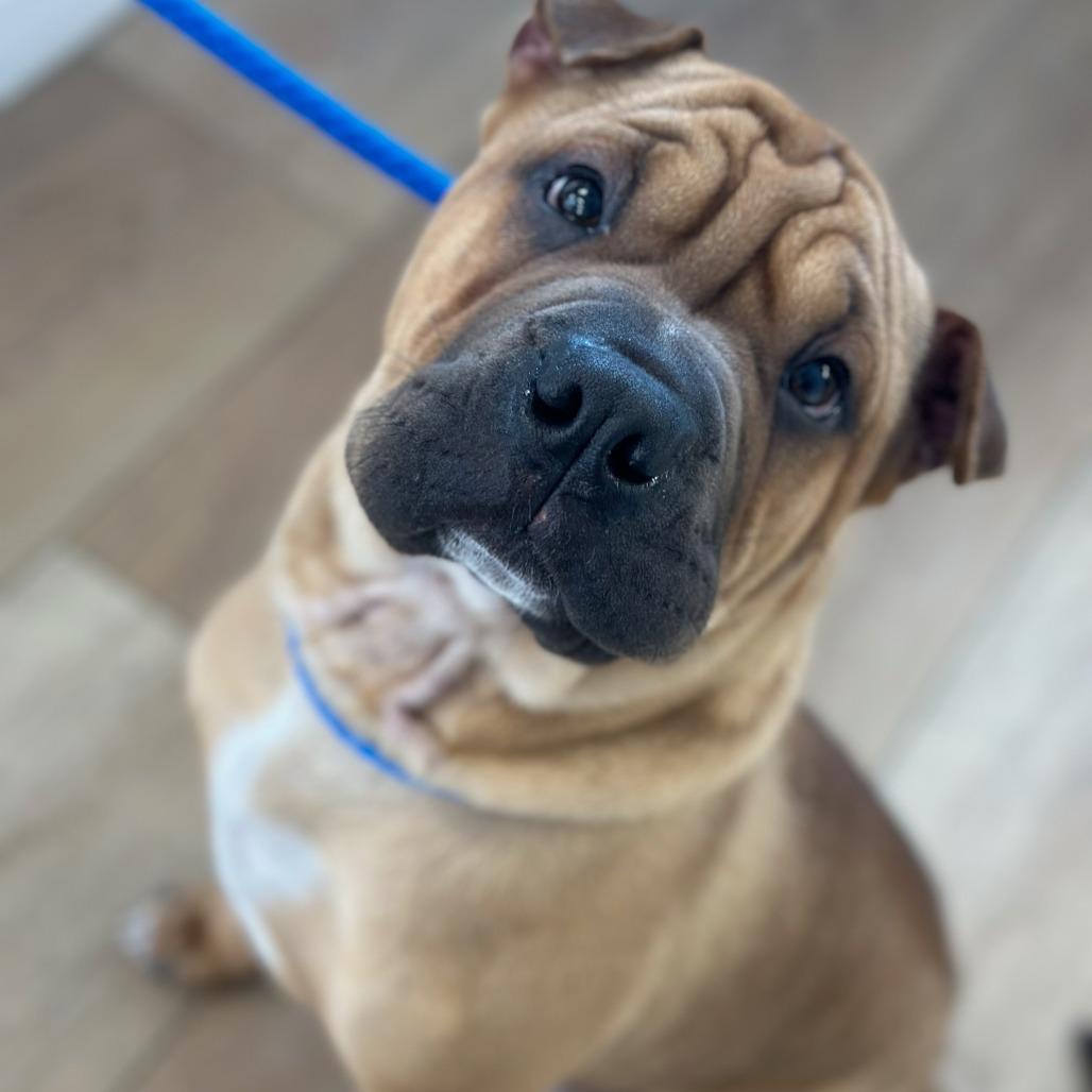 Enlarge Biscuit, a Adoptable mixed breed in Chesapeake, VA image 4/5