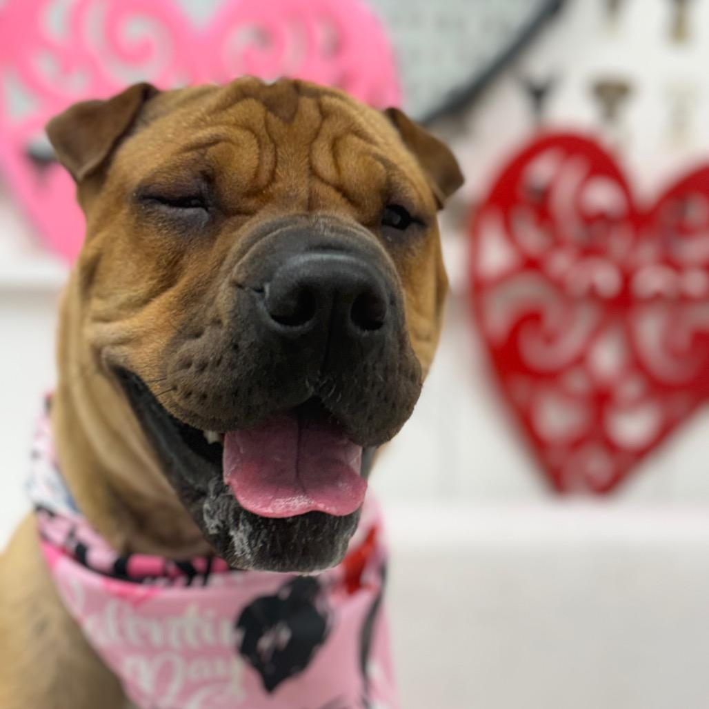 Enlarge Biscuit, a Adoptable mixed breed in Chesapeake, VA image 6/6