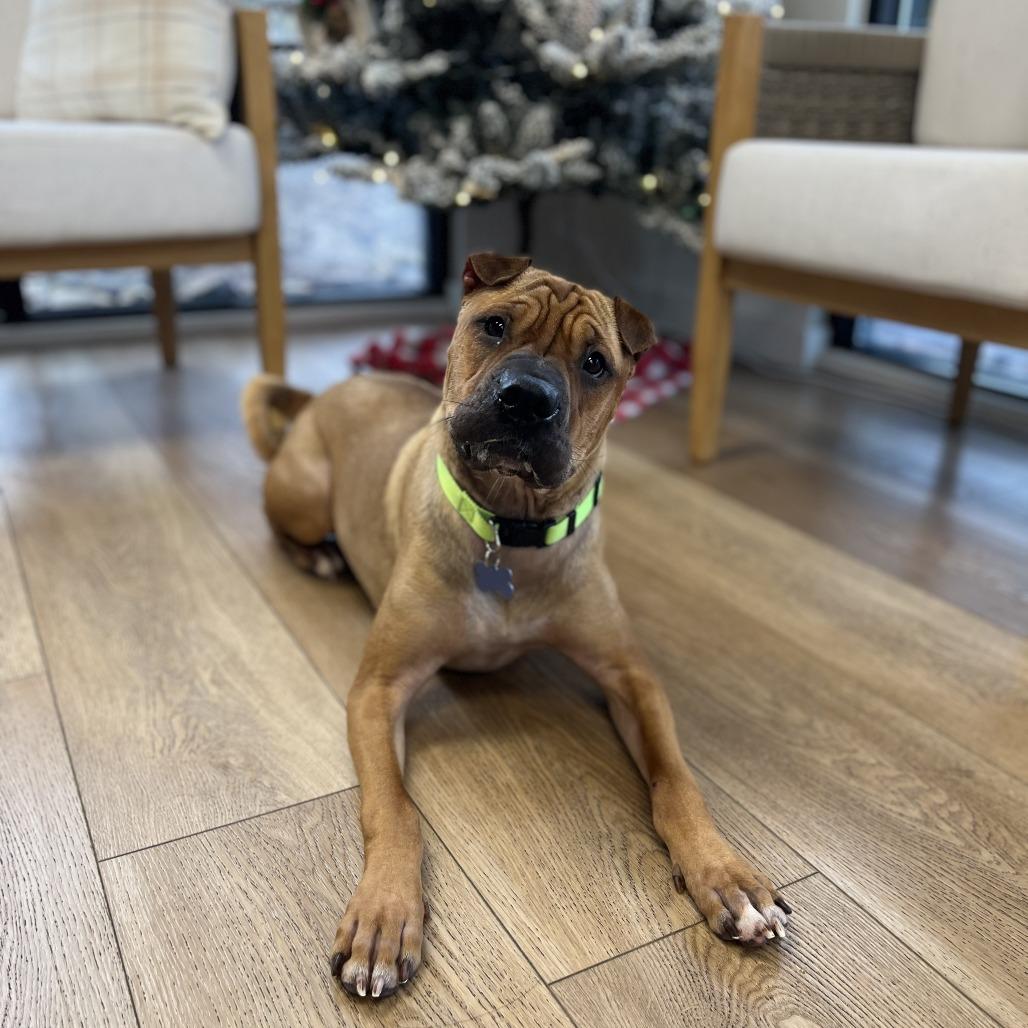 Enlarge Biscuit, a Adoptable mixed breed in Chesapeake, VA image 5/5