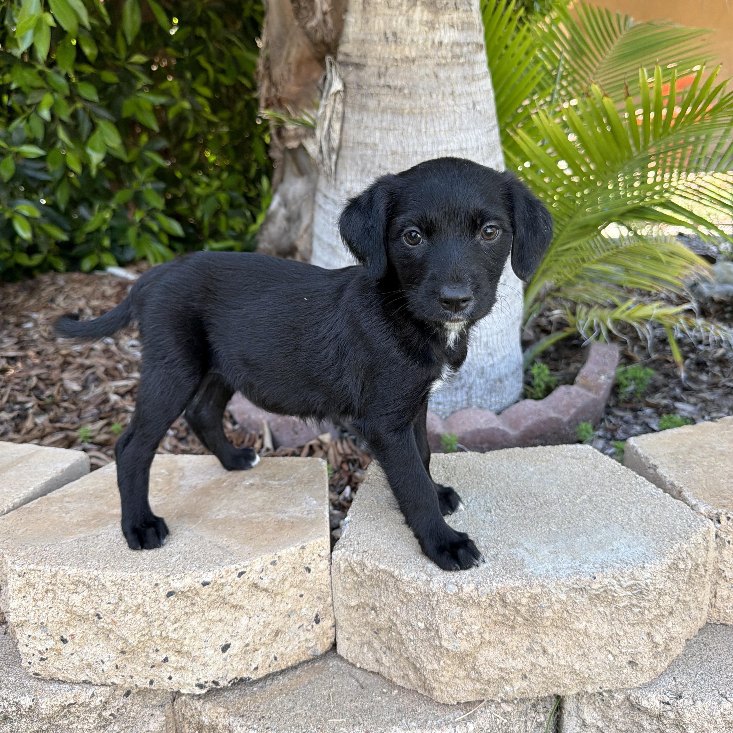 Enlarge Cello, a Adoptable mixed breed in San Diego, CA image 1/2