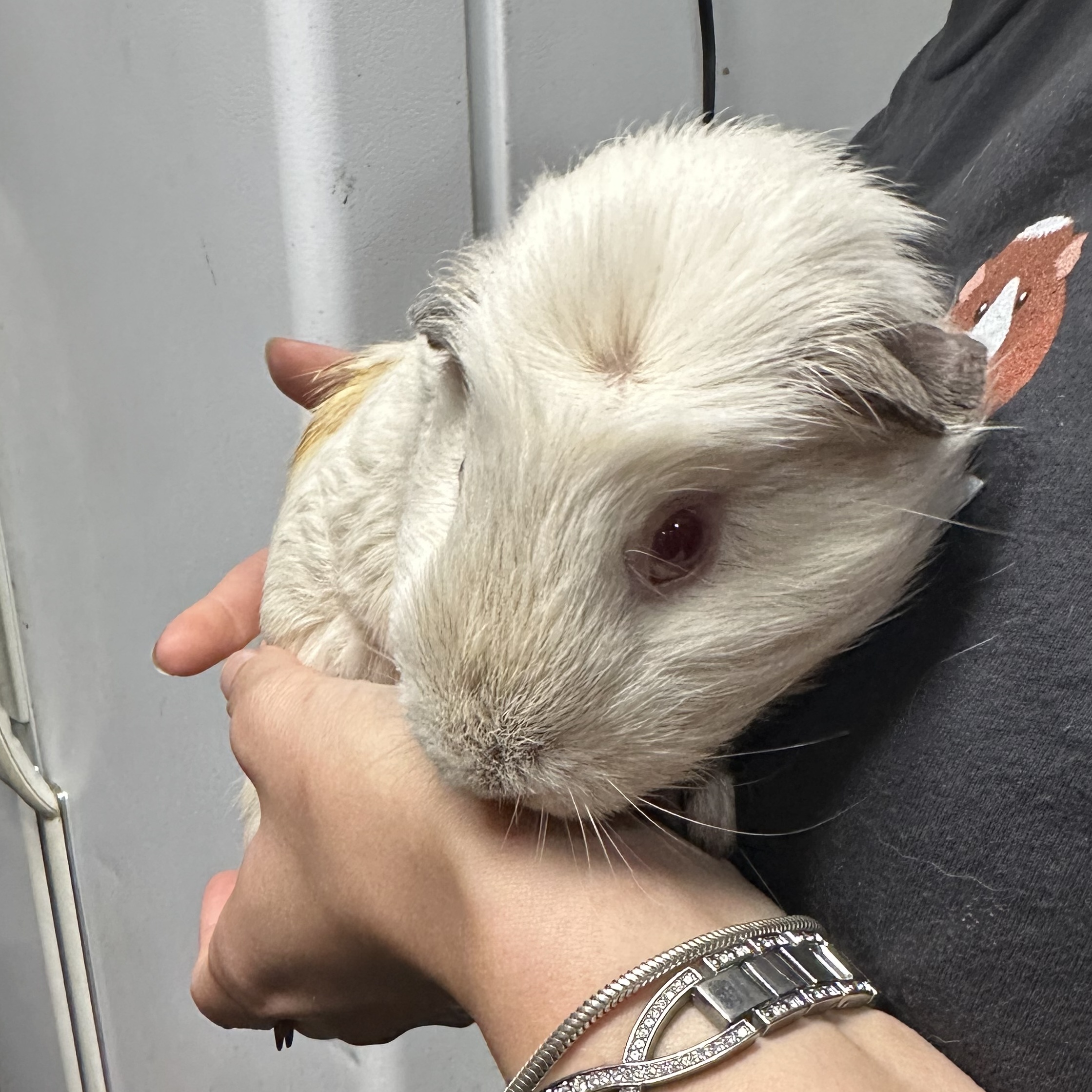 Enlarge Papa C, a Adoptable Guinea Pig in Eagle River, AK image 1/1