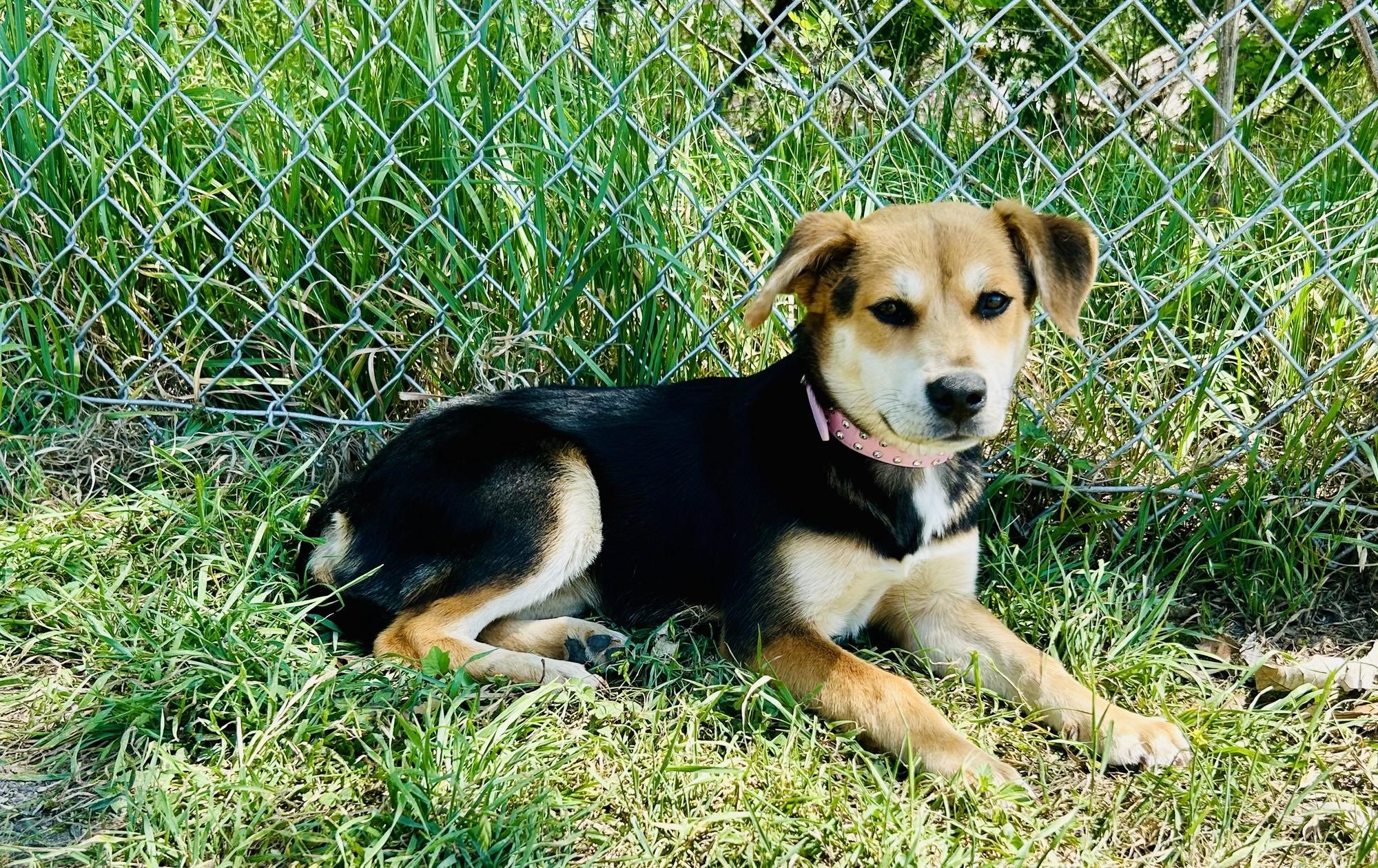 Enlarge Tulip, an adopted mixed breed in Cibolo, TX image 1/1