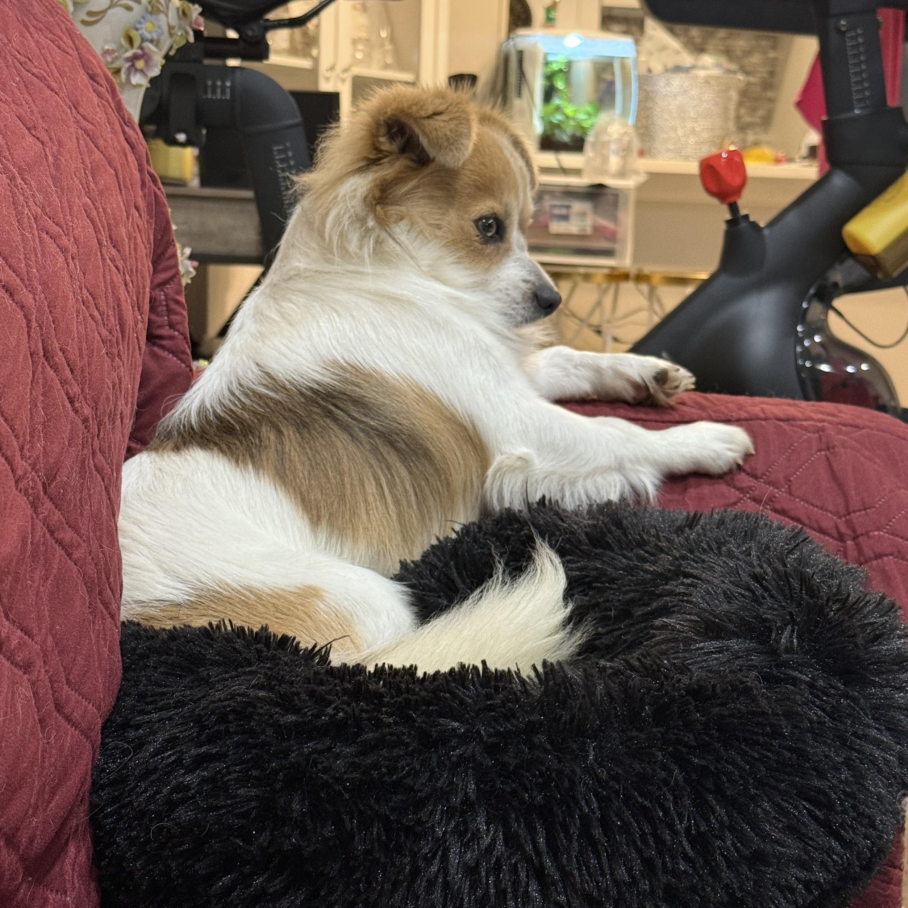 Jerry (Benefactor Dog), an adoptable Papillon, Chihuahua in New Orleans, LA, 70124 | Photo Image 5