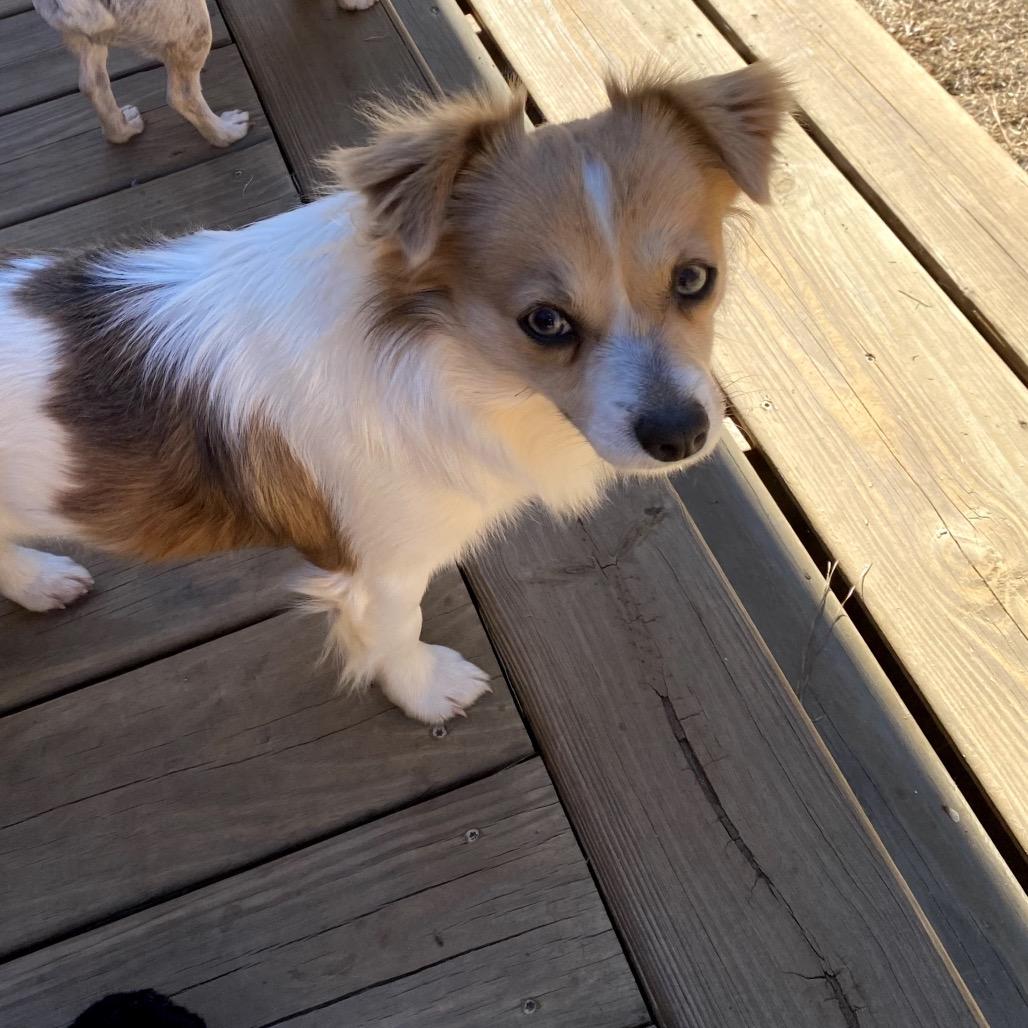 Jerry (Benefactor Dog), an adoptable Papillon, Chihuahua in New Orleans, LA, 70124 | Photo Image 4
