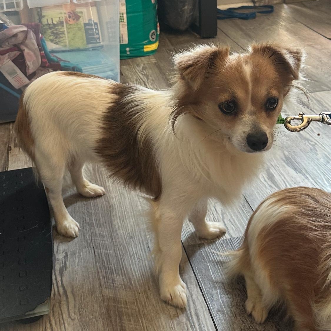 Jerry (Benefactor Dog), an adoptable Papillon, Chihuahua in New Orleans, LA, 70124 | Photo Image 7