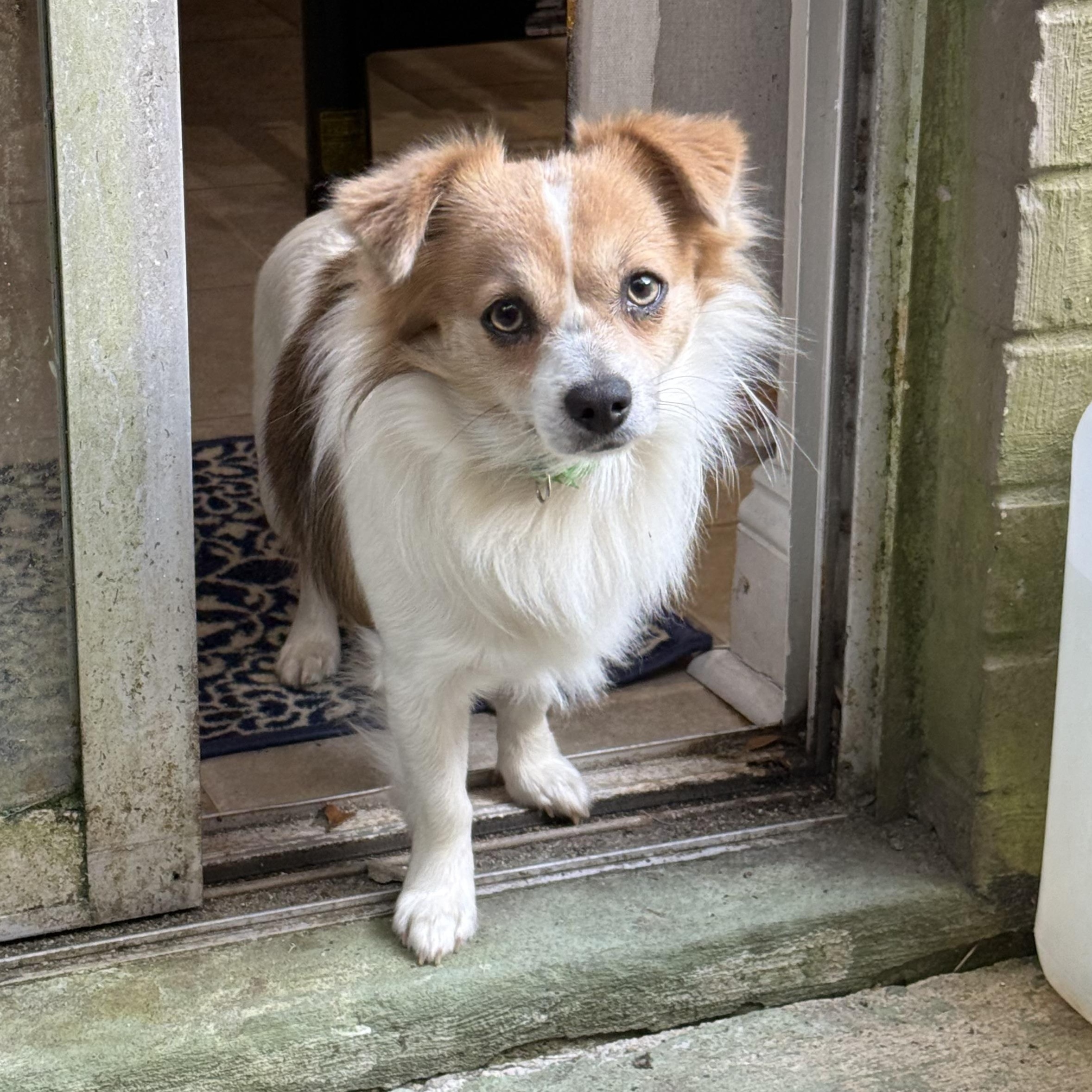 Jerry (Benefactor Dog), an adoptable Papillon, Chihuahua in New Orleans, LA, 70124 | Photo Image 1