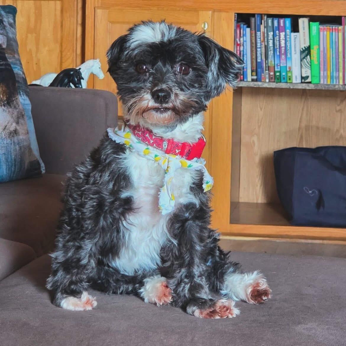Enlarge Annie & Elsa, a ADOPTABLE Havanese in West Falls, NY image 1/3