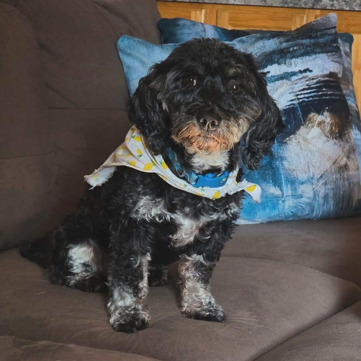 Enlarge Annie & Elsa, a ADOPTABLE Havanese in West Falls, NY image 2/3
