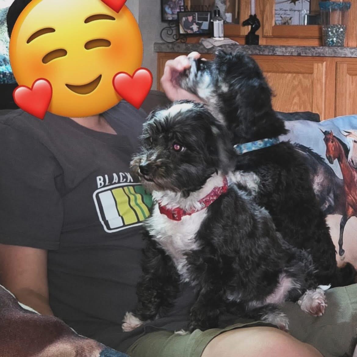 Enlarge Annie & Elsa, a ADOPTABLE Havanese in West Falls, NY image 3/3