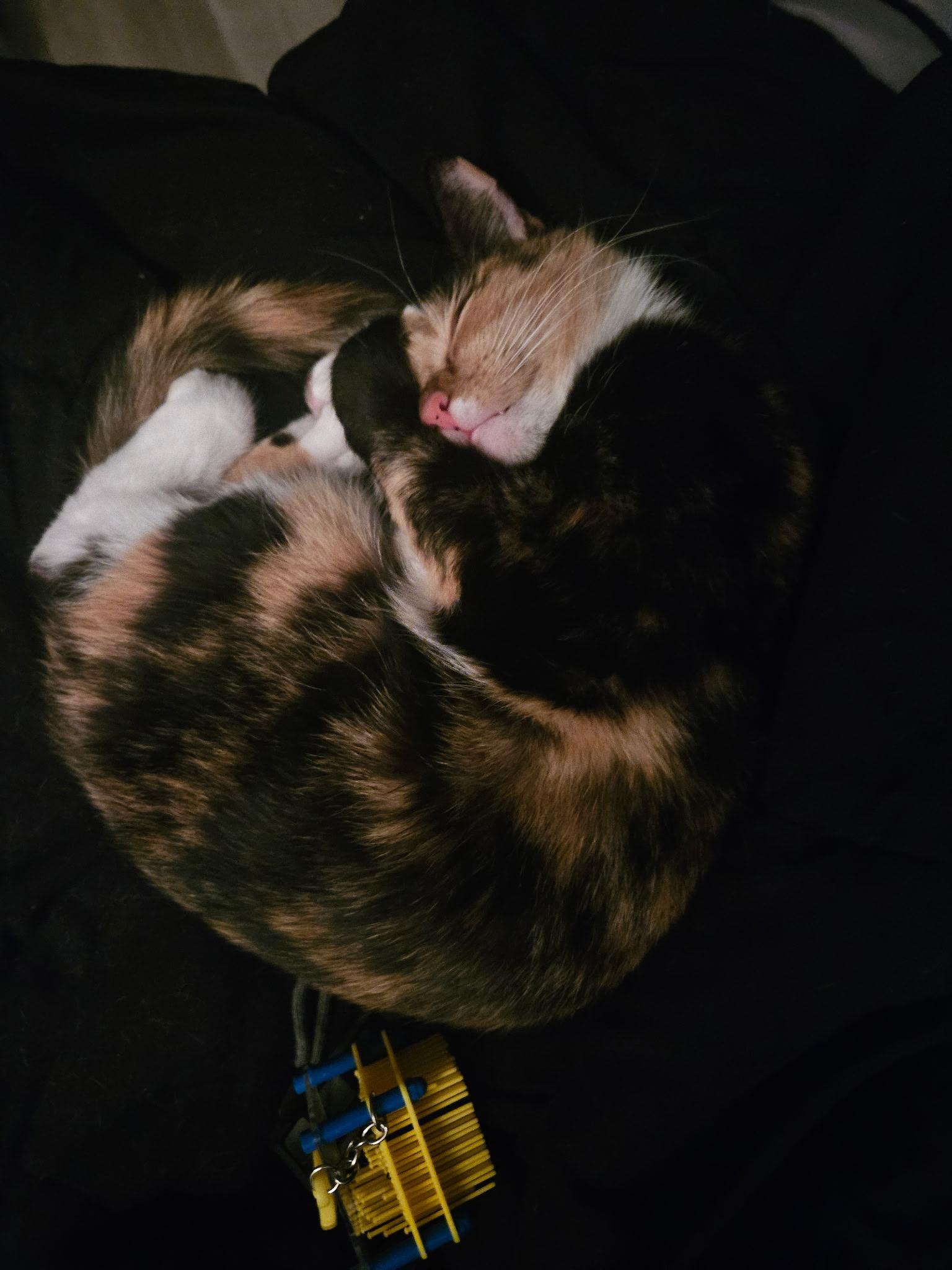 Enlarge Ariana- LOVING, an adopted Tortoiseshell in Hartford, CT image 2/2