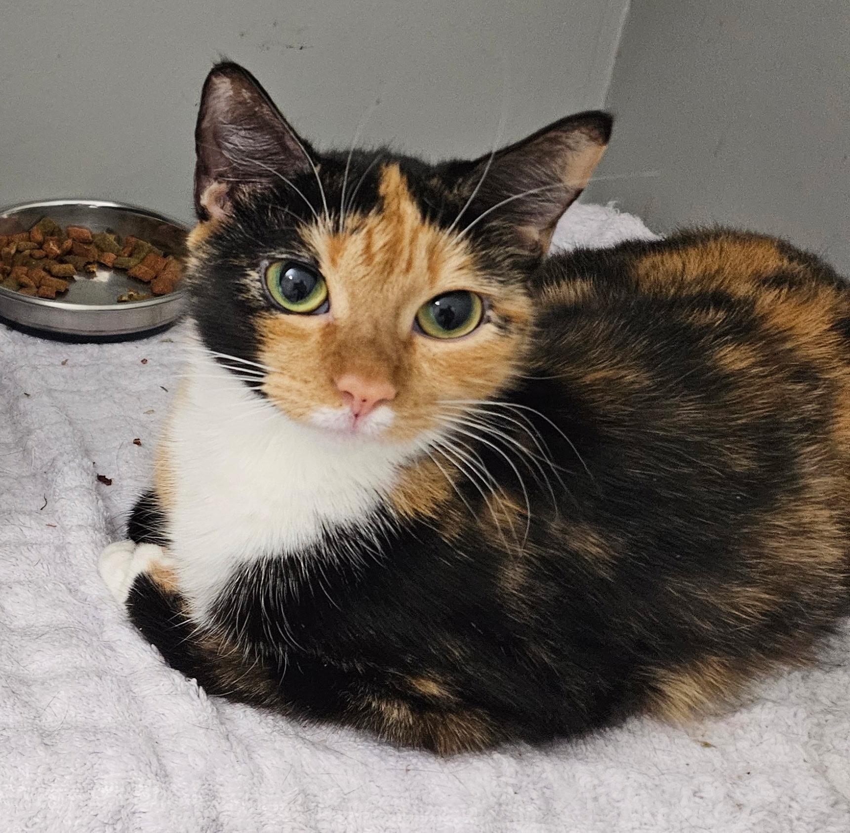 Enlarge Ariana- LOVING, an adopted Tortoiseshell in Hartford, CT image 1/2