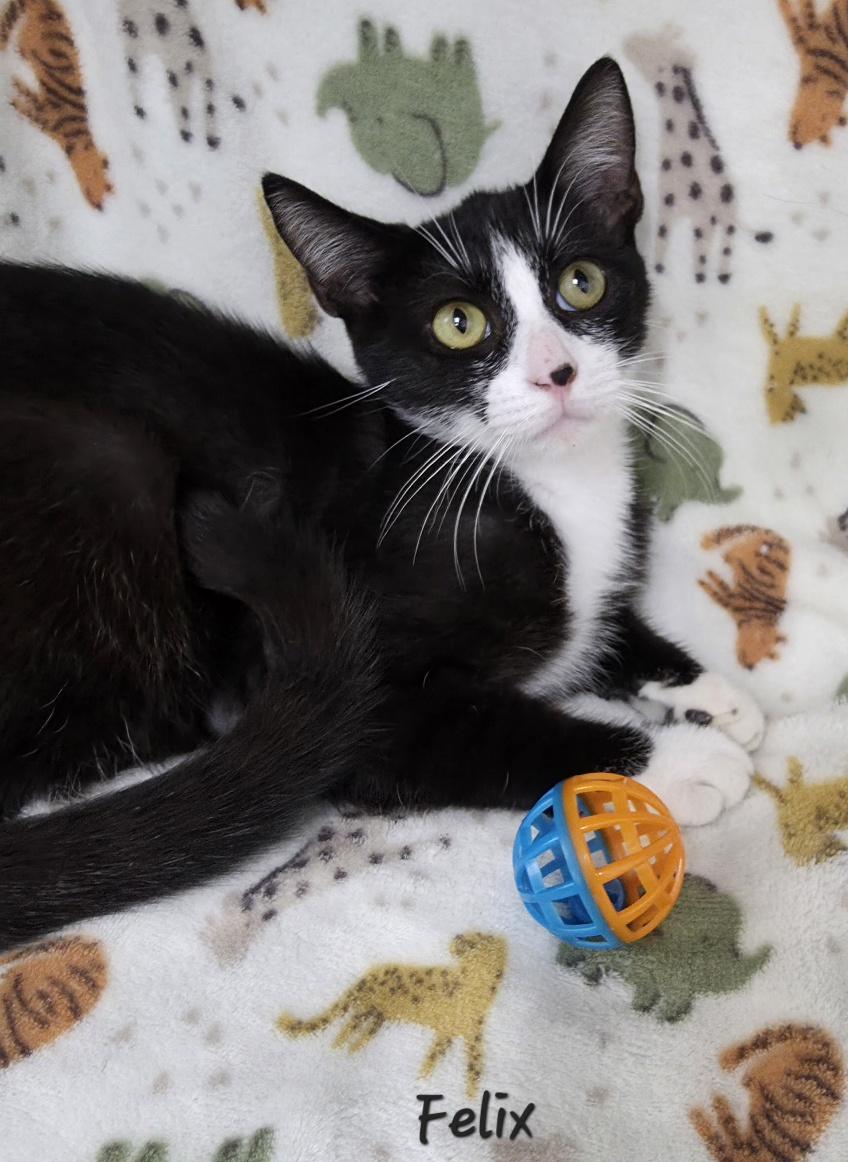 Enlarge Felix, a Adoptable Domestic Short Hair in Key Largo, FL image 2/6