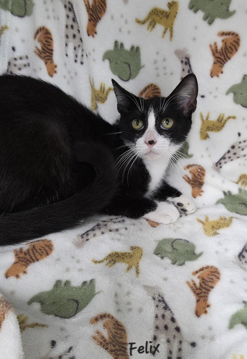 Enlarge Felix, a Adoptable Domestic Short Hair in Key Largo, FL image 6/6
