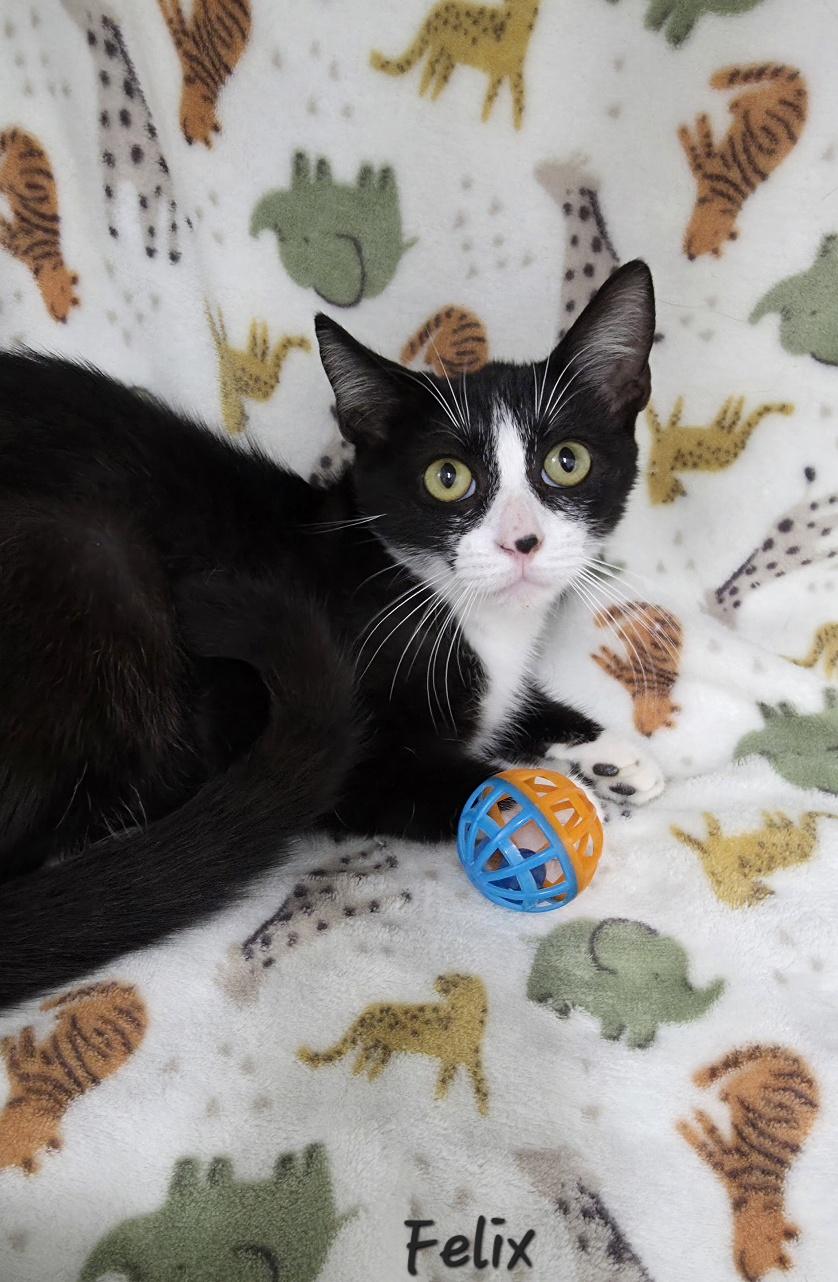 Enlarge Felix, a Adoptable Domestic Short Hair in Key Largo, FL image 4/6