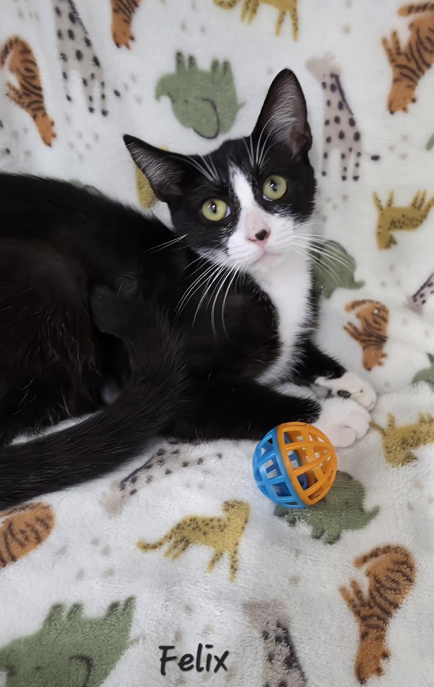 Enlarge Felix, a Adoptable Domestic Short Hair in Key Largo, FL image 1/6