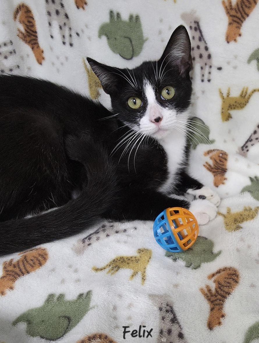 Enlarge Felix, a Adoptable Domestic Short Hair in Key Largo, FL image 3/6