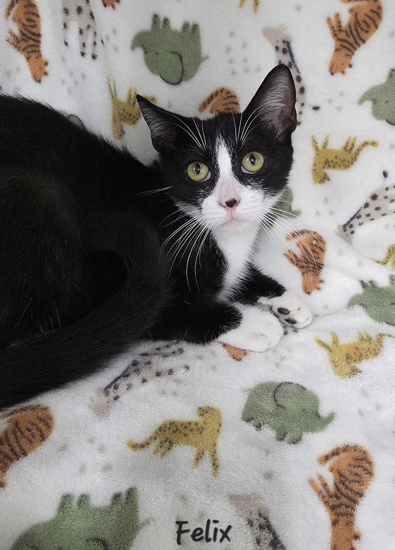 Enlarge Felix, a Adoptable Domestic Short Hair in Key Largo, FL image 5/6