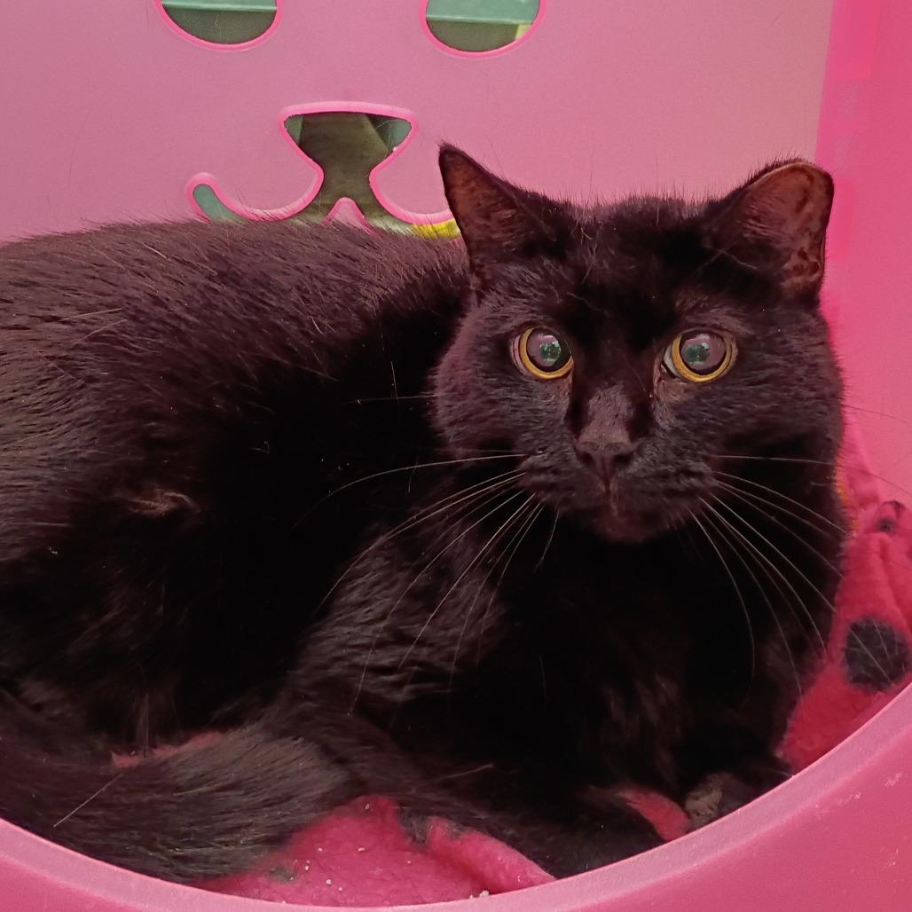 Teensy, a Adoptable Domestic Short Hair in Titusville, FL image 1/2