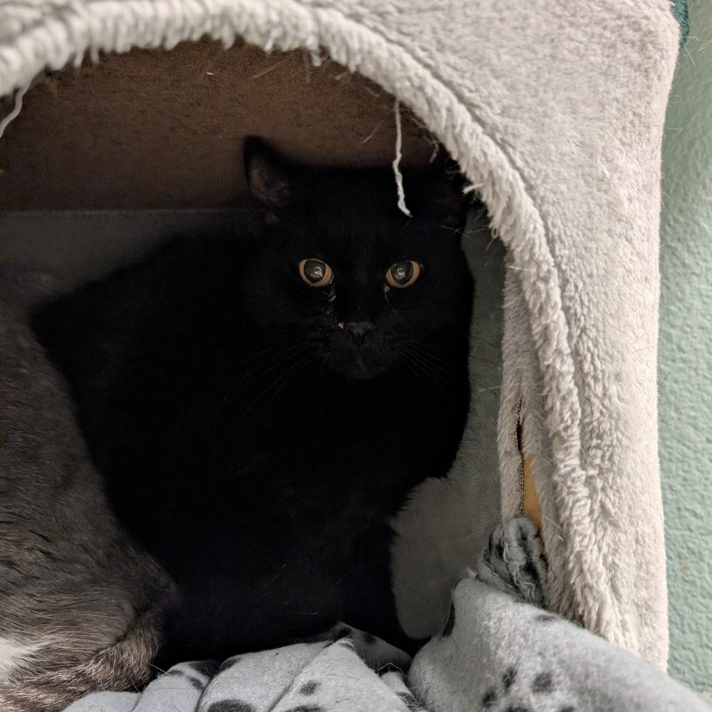 Teensy — thumbnail 2