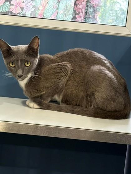 Beatrice, Adoptable, Young Female Domestic Short Hair & Domestic Short Hair.