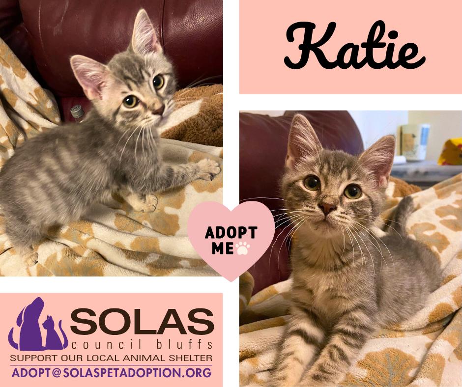 Katie  --  (k&b), Adoptable, Kitten Female Domestic Short Hair & Domestic Short Hair.